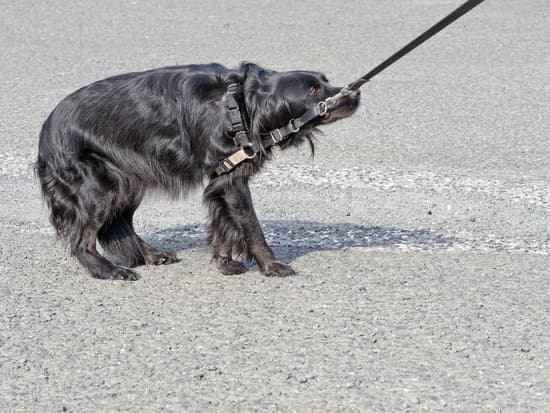 Sophie Demon Millimeter Bange Hond - angst bij onweer, vuurwerk, stofzuiger, etc. - LichtWesen  Nederland